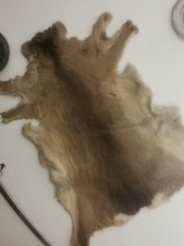 Rehfell Naturfell – Echtfell – Jagdtrophäe – Naturdeko - Rustikal