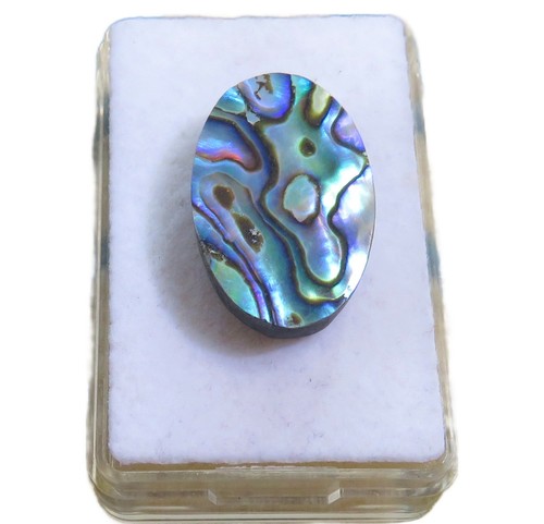 Paua muschel abalone - paua,