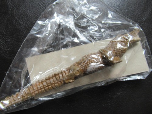 Krokodil veb plaho - plaho,tiere, in