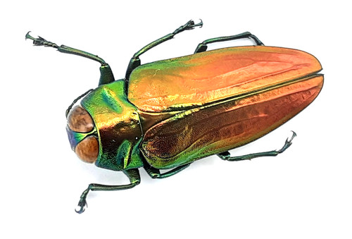 Buprestidae belionota - buprestidae,,