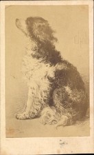 CdV Tierportrait, sitzender