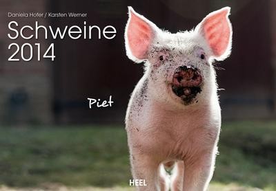 Schweine 2014 daniela hofer - schweine,