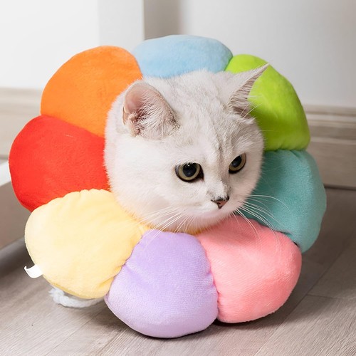 Katze wiederherstellung - katze,