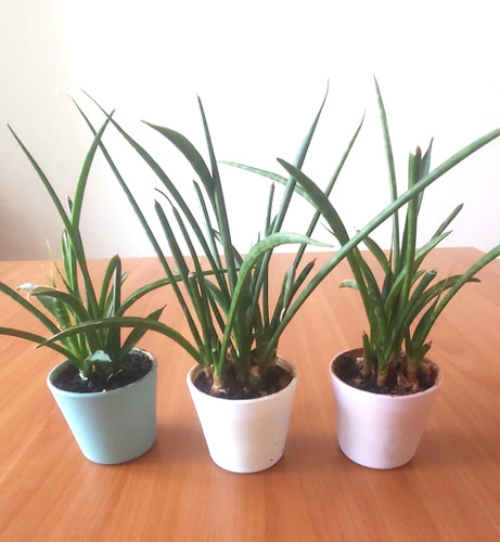 Sansevieria cylindrica - sansevieria,