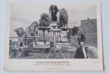 AK Gemischte Raubtiergruppe