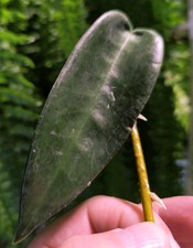 Hoya stenakei sp papua 