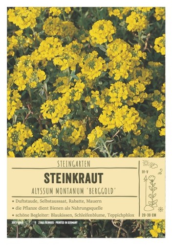 Alyssum montanum berggold - alyssum, montanum,"berggold"