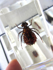 Sammlung 15 x Mini Biester