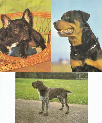 Postkarte hunde - postkarte,
