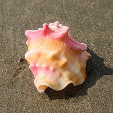 1 * Meeresschnecke 8-11 cm