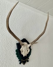 Hirschgeweih  Jagdtrophäe