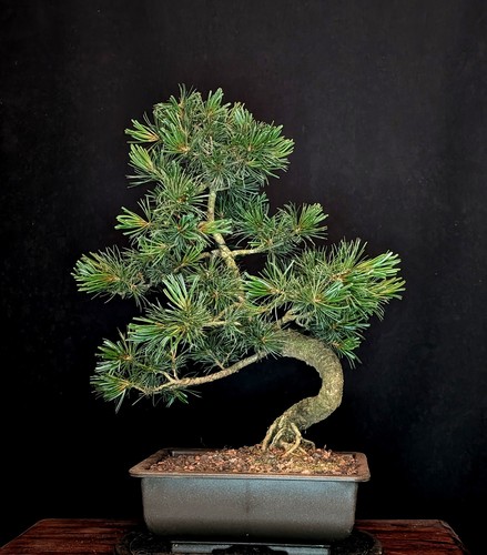 Bonsai mädchenkiefer pinus - bonsai,