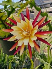 Epiphyllum the lost - epiphyllum, “the
