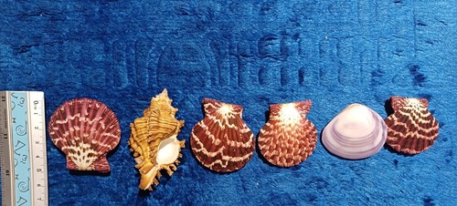 Meer maritim konvolut - meer, 6