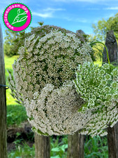 BISCHOFSKRAUT GREEN MIST ? 200+ Samen? wunderschön Berber Zahnstocher