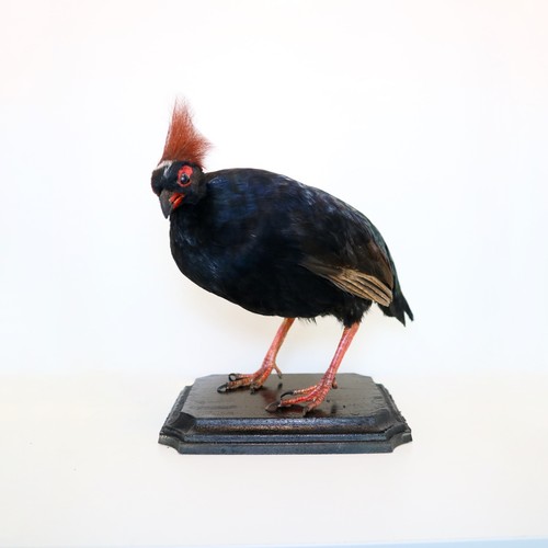 Crested partridge rollulus - crested, (rollulus