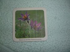 Bierdeckel:.  Oettinger - Gemeine Kuhschnelle  (1 Stück)