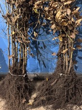 Gemeiner Hainbuche Fertige