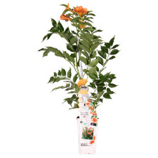 Campsis Indian Summer -