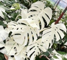 Monstera deliciosa 'White