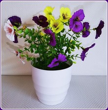 Stiefmütterchen -  lila weiß