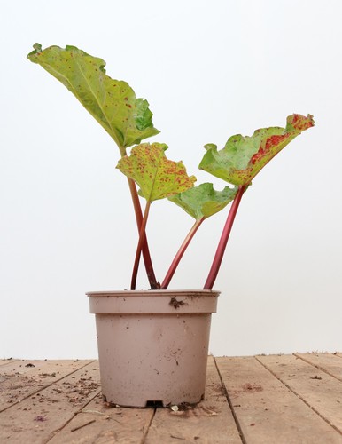 Rheum rhabarbarum red - rheum,