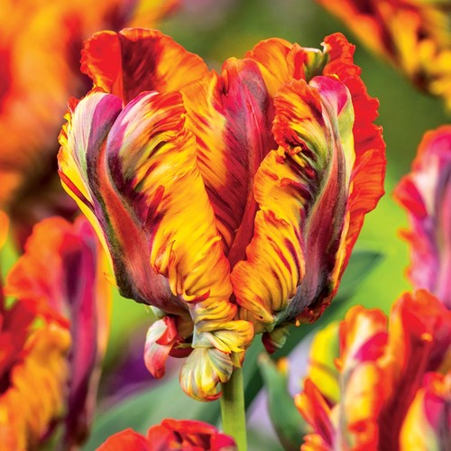 Tulpen blumenzwiebeln zwiebeln - blumenzwiebeln,