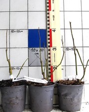 Magnolia x brookl. "Elisabeth"