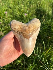 Fossiler Zahn des Megalodon Hai 13,86cm (5,46") und 100% natürlich