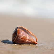 4-7CM Natürlich Muschel Shell See Schnecke Fisch Tank Landschaft Dekor Craft 1PC