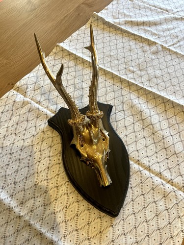 Rehbockgehörn gehörne - /,