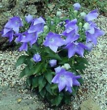 Ballonblume frostharte Blumen