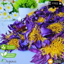 Blaue Lotusblüte | Nymphaea