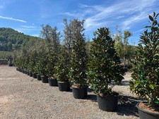 Sunny Tree - Magnolia