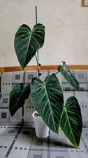 Philodendron verrucosum "Boca SanCarlos" Selten,rare,Rarität,no Monstera!