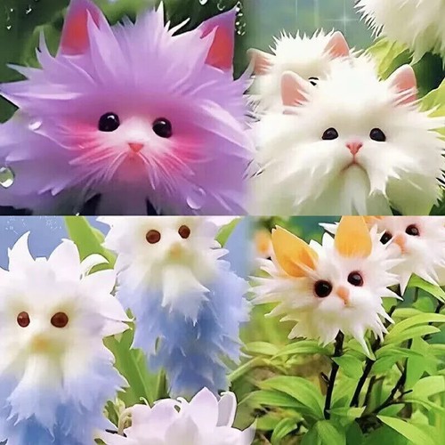 20x seltene katze - 20x,