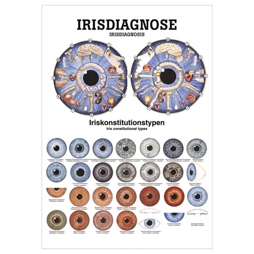 Irisdiagnose poster anatomie - irisdiagnose,