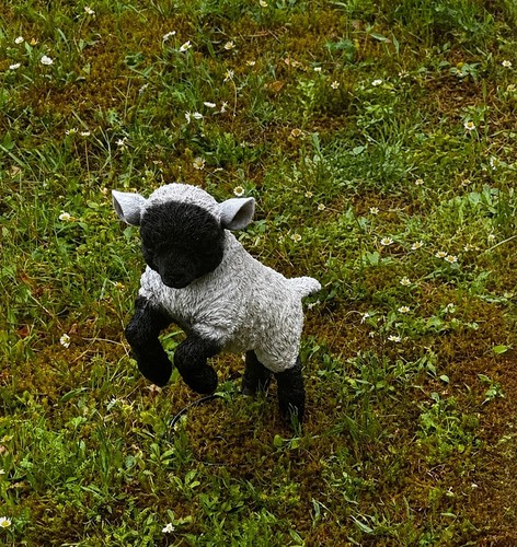 Figur lamm lämmchen - lamm,