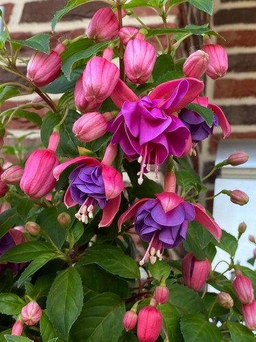 Fuchsienjungpflanze 40cm - 3×fuchsienjungpflanze, ca.40cm