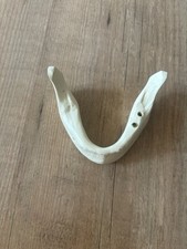 Übungskiefer, Zahnmedizin Implantate Straumann Camlog