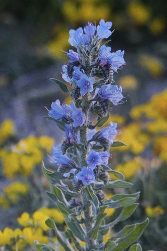 Samen natternkopf echium - 50,