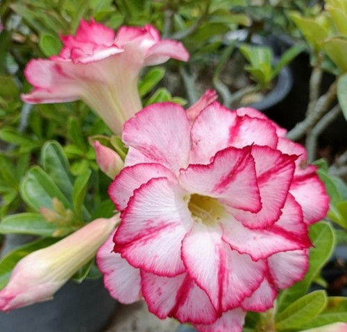 Wüstenrose adenium obesum - obesum,