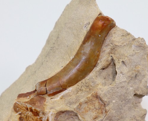 Rippe nothosaurus trias - rippe,,