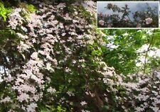 5 winterharte Wildrosen Bäume Hecken schnellwüchsig exotisch Pflanzen für Garten