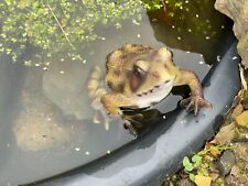 FROSCH  Froschkönig Dekoration KRÖTE Garten Teich Material Polyresin