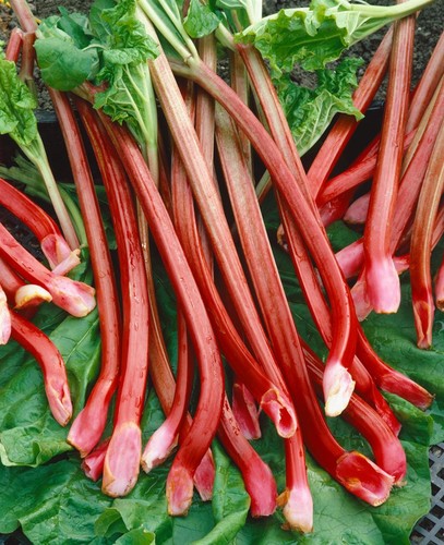 Rheum rhabarbarum red - rheum,