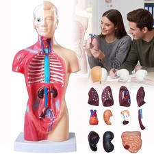 Anatomie Modell Torso