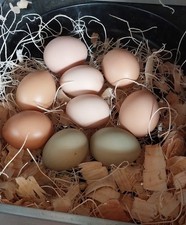 12++ Farm Fresh Fertile