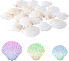 20 Stück Jakobsmuschel