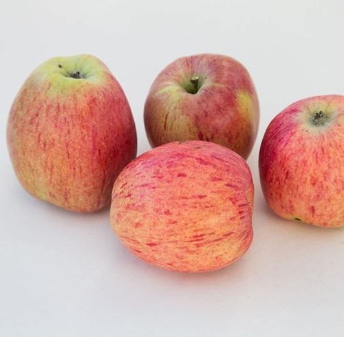 Apfelbaum bohlenapfel 80cm - apfelbaum, 60-80cm